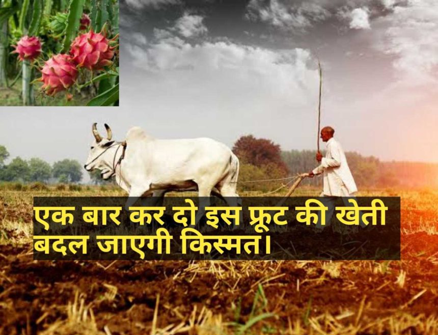 Dragon Fruit ड्रैगन फ्रूट की खेती कैसे की जाती है ,एक फ्रूट लगाके बने