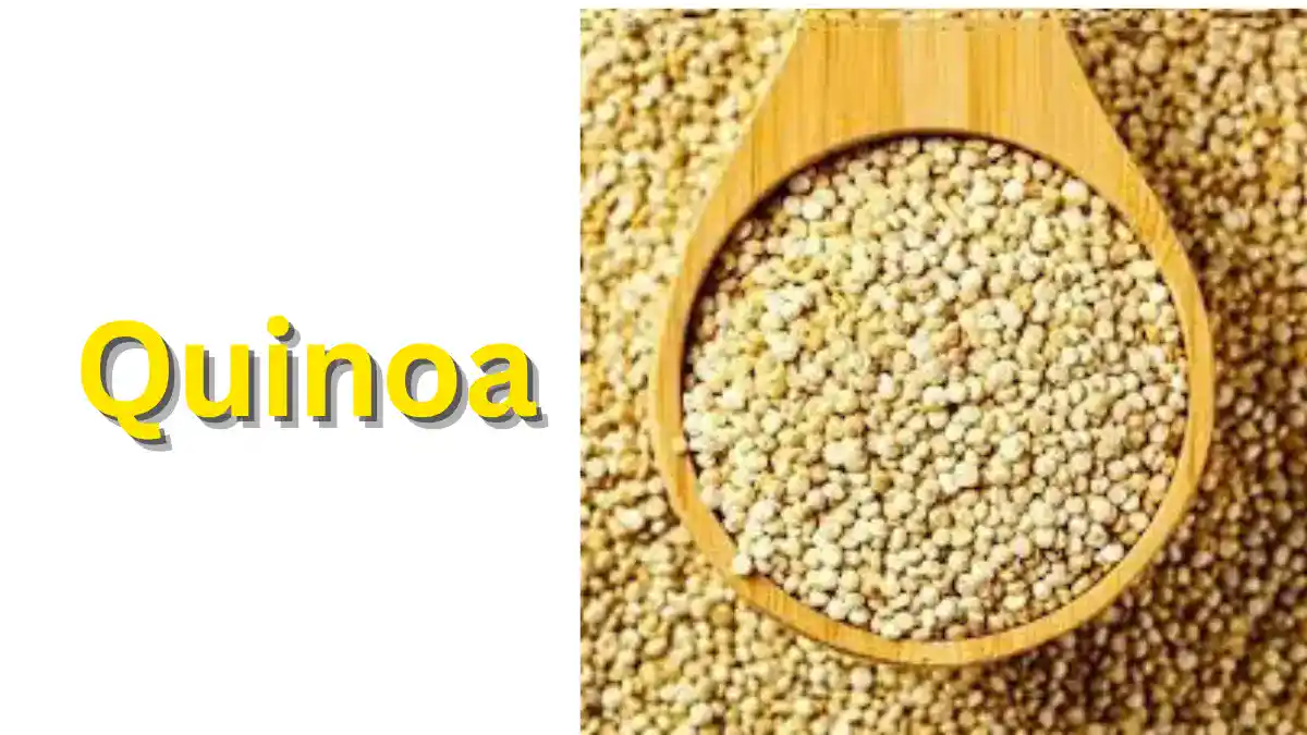Quinoa in Hindi