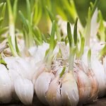 old feeds9zwnw4qu2dpgmdgsiyy08ozwrc1k4z6r