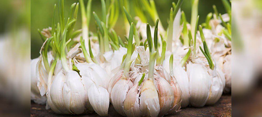 old feeds9zwnw4qu2dpgmdgsiyy08ozwrc1k4z6r