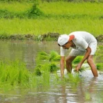 sowing kao 621x414@LiveMint