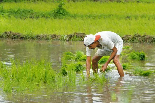 sowing kao