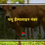 Pashu Helpline Number
