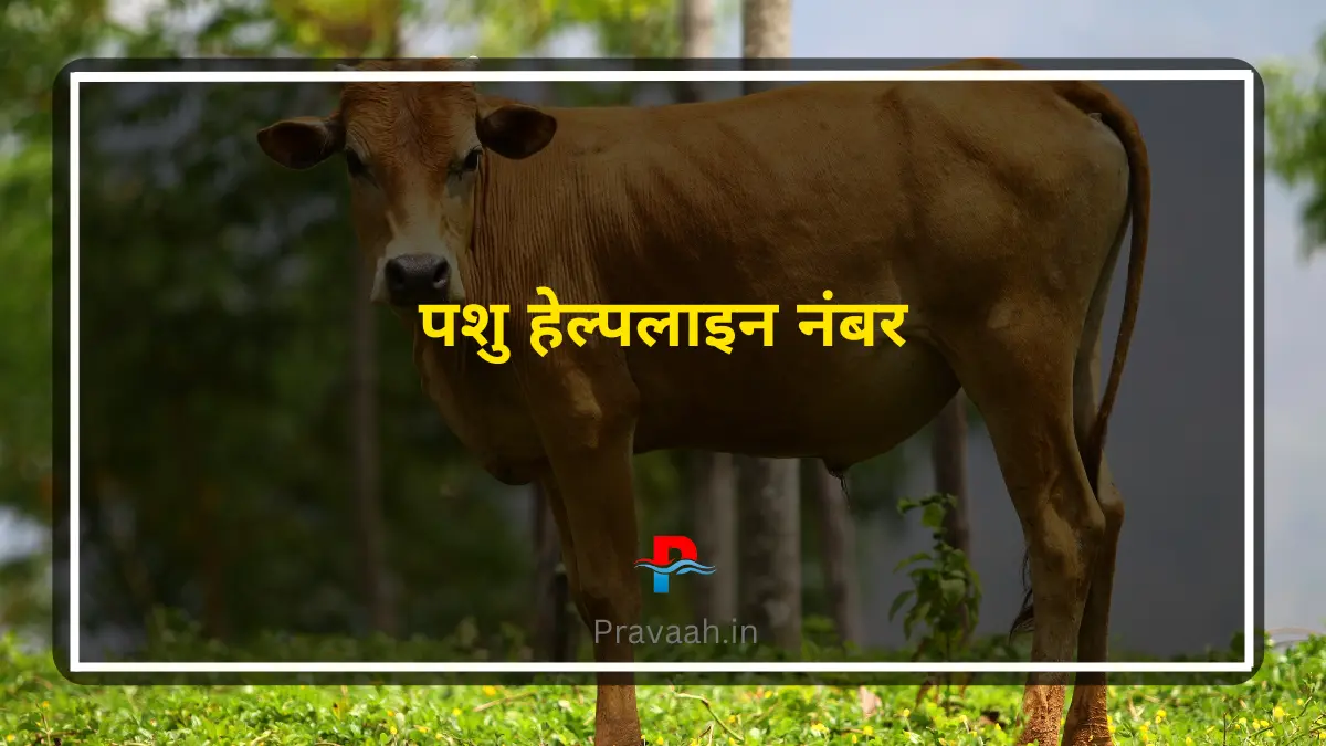 Pashu Helpline Number