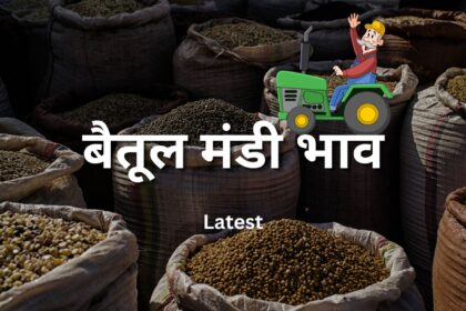 Betul Mandi Bhav